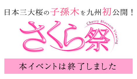 日本三大桜の子孫木を九州初公開 さくら祭 イベント ニュース ハウステンボスリゾート